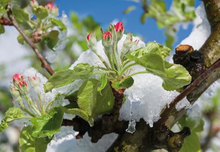 Das Bild zeigt mit Eis umhüllte Blüten eines Apfelbaums.