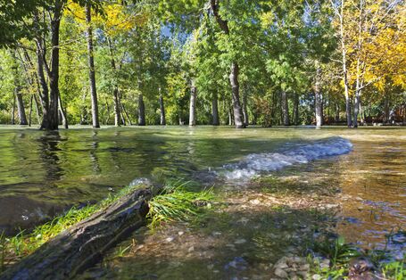 The picture shows a flooded deciduous forest. In the foreground there is a tree trunk lying on the ground.