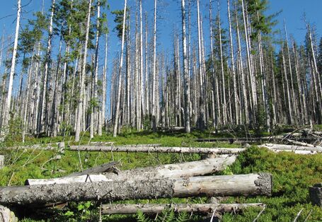 The picture shows a dense spruce forest. Several trees are dead, and in the foreground there is deadwood lying on the forest floor.