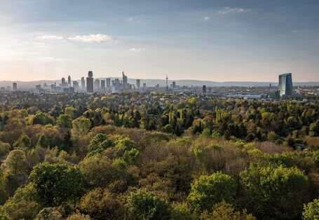 Looking over the top of a woodland, the picture shows the skyline of Frankfurt am Main. Skyscrapers and the tv tower rise high above the landscape. In the background, the Taunus mountain range is visible.