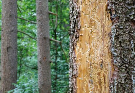 Das Bild zeigt einen Nadelwald. Im Vordergrund ist der borkenfreie Stamm einer beschädigten Fichte zu sehen. Im hellen Holz der Fichte sind deutliche Fraßspuren des Borkenkäfers zu erkennen.