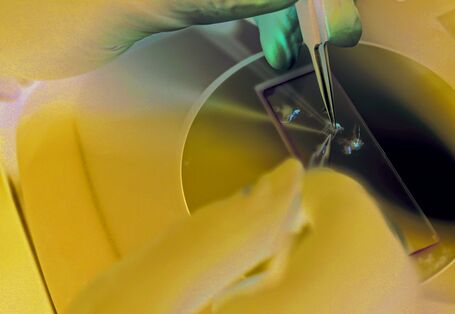 The picture shows the fingers of two hands in rubber gloves, in the process of using tweezers to place dead mosquitoes on to a cover glass for microscopic examination.