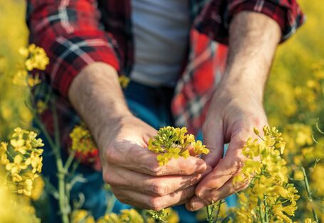 Das Bild zeigt eine Detailaufnahme eines Mannes, der sich in einem Rapsfeld befindet und vorsichtig die gelbe Blüte einer Rapspflanze greift.