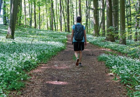 Das Bild zeigt einen Mann von hinten, der in T-Shirt und kurzer Hose mit einem Tagesrucksack durch einen Laubwald wandert. Rechts und links des Weges blühen weiße Blumen unter den Bäumen.