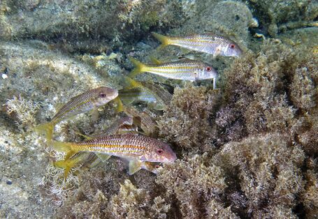 Das Bild zeigt mehrere Streifenbarben, die am Grund des Meeres schwimmen. Unter und hinter den Fischen sind Felsen und Wasserpflanzen zu erkennen.