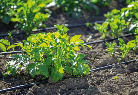 The picture shows an arable field with young potato plants being irrigated by a drip irrigation unit.