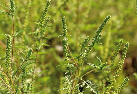 Das Bild zeigt die Großaufnahme einer blühenden Ambrosia-Pflanze.