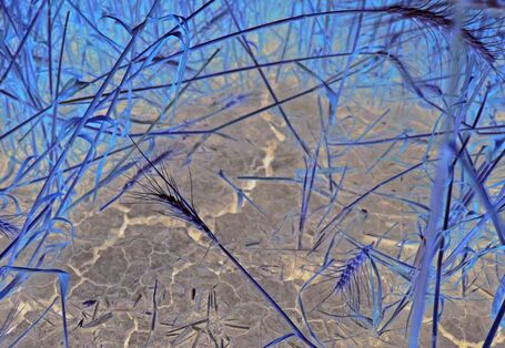 Das Bild zeigt den Boden eines Getreidefelds, der durch Trockenheit große Risse aufweist.