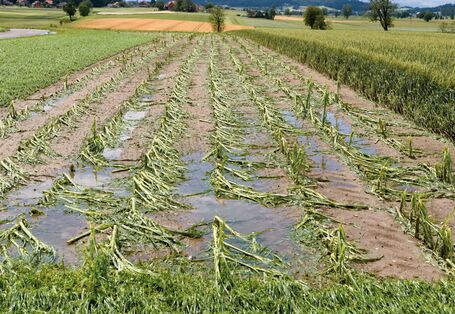 The picture shows a field of maize after a tempest. The maize plants are heavily damaged, with stalks snapped off. Between the plants, there are still areas of standing water.