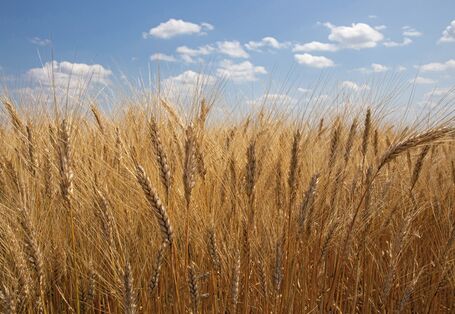 The picture shows the ripe ears of durum wheat plants in sunny weather.
