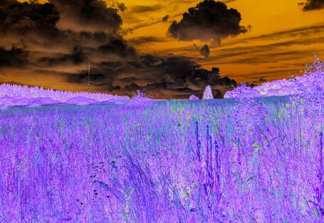 Das Bild zeigt einer Wiese mit verschiedenfarbigen Blumen und kleinen Gehölzen im Vordergrund. Am Horizont ist Wald zu erkennen. Der Himmel ist in Teilen bewölkt.