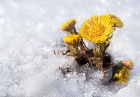 The picture shows a coltsfoot plant in flower while the plant is peeking out from under snow cover.