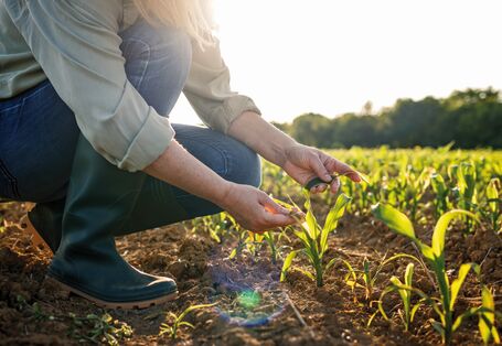 The picture shows a person standing in a field of maize inspecting the leaves of a young maize plant.