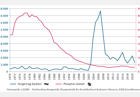 Die Abbildung FI-I-3 "Vorkommen wärmeliebender Arten in Binnengewässern – Fallstudie" zeigt die Entwicklung des Phosphor-Gehalts im Bodensee-Obersee (1970–2021) in Milligramm pro Kubikmeter. Der Phosphorgehalt stieg von 45 auf 87 Milligramm zwischen 1970 und 1980, fiel dann bis 2003 auf unter 10 Milligramm und pendelt seither in diesem Bereich. Der Trend ist signifikant fallend. Der Karpfenertrag schwankte bis 2002 um 1.000 Kilogramm, stieg bis 2007 auf 17.000 Kilogramm, fiel dann und zeigt keinen Trend.