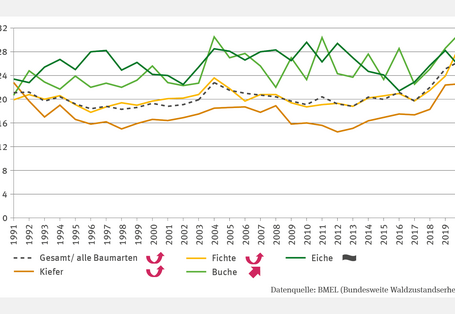 Das Liniendiagramm FW-I-3 "Waldzustand" zeigt die mittlere Kronenverlichtung in Prozent für Fichte, Eiche, Kiefer, Buche und alle Baumarten von 1991 bis 2021. Die Verlichtung schwankt bei Buche und Eiche stärker als bei Kiefer und Fichte. Mit Ausnahme der Eiche, bei der kein klarer Trend erkennbar ist, nahm die Verlichtung signifikant zu. 2021 lag sie je nach Baumart zwischen 23 % (Kiefer) und 30 % (Fichte).