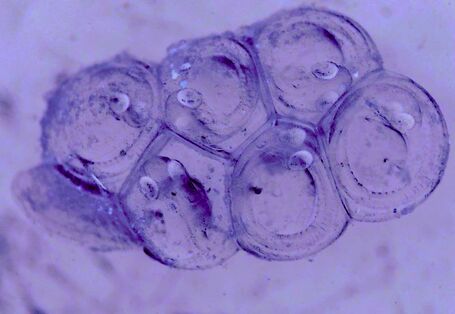 Das Bild zeigt Heringslaich. Zu sehen sind sechs aneinander haftende, durchsichtige Eier mit Larven darin.