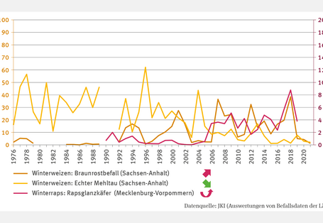 Die Abbildung LW-I-4 "Befall mit Schadorganismen – Fallstudie" zeigt den Befall von Winterweizen mit Braunrost und Echtem Mehltau (Prozent befallener Pflanzen) sowie den Maximalbefall von Winterraps mit dem Rapsglanzkäfer (Käfer pro Pflanze). Der Braunrostbefall zeigt einen signifikant steigenden Trend, während der Befall mit Echtem Mehltau signifikant zurückgeht. Der Rapsglanzkäferbefall stieg signifikant von 1990 bis 2019, mit einem Höchstwert von etwa 9 Käfern pro Pflanze im Jahr 2018.