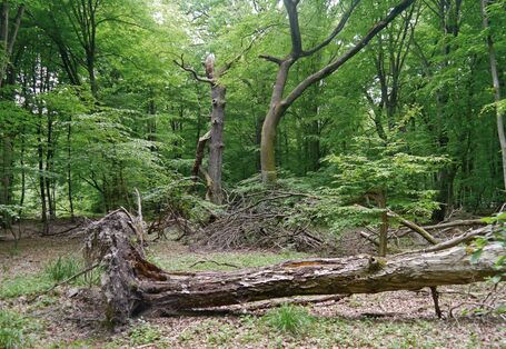 The picture shows a near-natural forest with beech trees. In the foreground there is an uprooted tree lying on the ground.