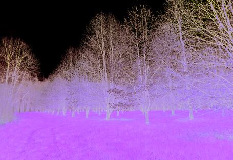 Das Bild zeigt eine blühende Samenplantage mit hohen Bäumen. In der Wiese zwischen den Bäumen sind Fahrspuren zu erkennen. 