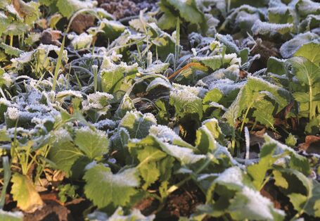 Das Bild baut mit Reif bedeckte Zwischenfrüchte auf einem winterlichen Acker.