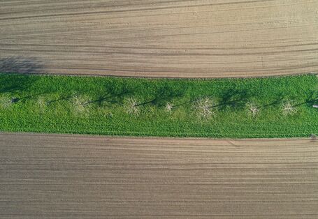 Ein Grünstreifen mit Bäumen und Sträuchern zwischen zwei Ackerflächen