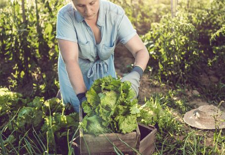 Eine Frau erntet einen Salatkopf. Im Hintergrund sind andere Ackerkulturen zu sehen.