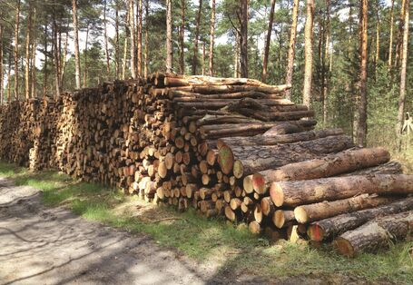Das Bild zeigt ein Holzlager entlang eines Waldweges. 
