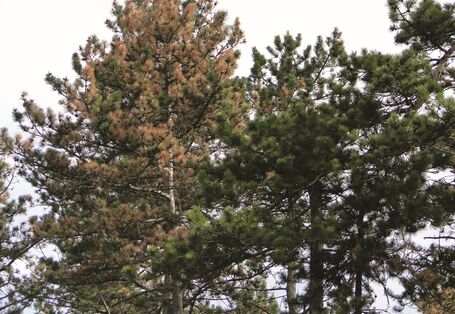 Das Bild zeigt eine Kiefernkrone mit starken Trockenschäden.
