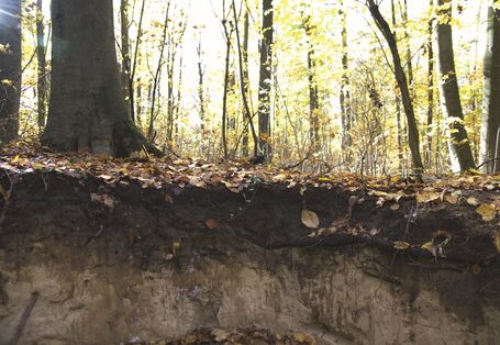 The picture shows the soil profile of a forest. The upper horizon is formed by a thick layer of humus.