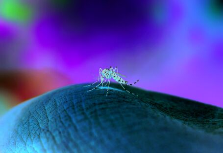 Das Bild zeigt die Großaufnahme einer Tigermücke, die gerade in menschliche Haut sticht.