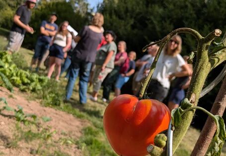 Eine Tomate im Garten. Gemeinsam mit ehrenamtlichen Helferinnen und Helfern wird wieder Gemüse für die lokale Nah- und Selbstversorgung in der Stadt angebaut