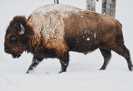 Ein Bild zeigt einen Bison, der durch den Schnee läuft.