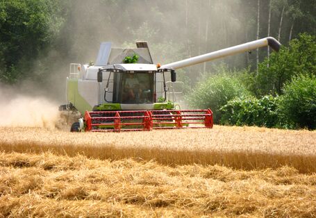 Auf dem Bild ist ein Getreidefeld zu sehen, auf dem mit einer Maschine geerntet wird. 