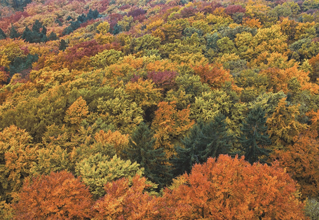 Das Bild zeigt das bunte Kronendach eines Waldes, der sich aus verschiedenen Laub- und Nadelbaumarten zusammensetzt.