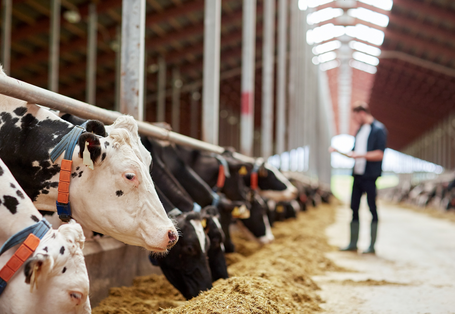 Foto von Rindern in einem Stall. Mensch im Hintergrund zu sehen.