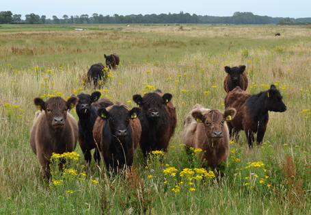 Foto: Eine Gruppe schottischer Hochlandrinder in einer artenreichen Langgraswiese. Im Hintergrund ist Wald zu sehen