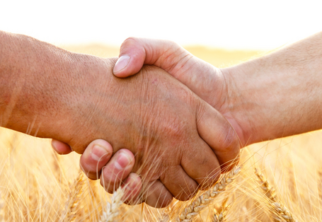 Handschlag Getreidefeld