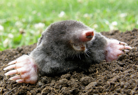 Ein Maulwurf kommt an die Oberfläche
