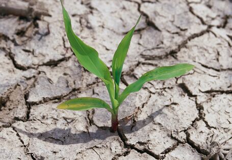 a plant growing on a very dry soil