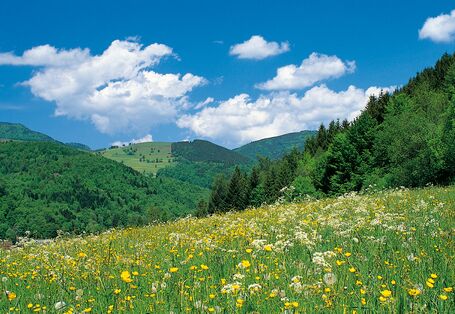Hügelige Landschaft mit Wiesen und Wäldern