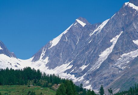 Hügelige Landschaft mit Bäumen und Gletschern im Hintergrund