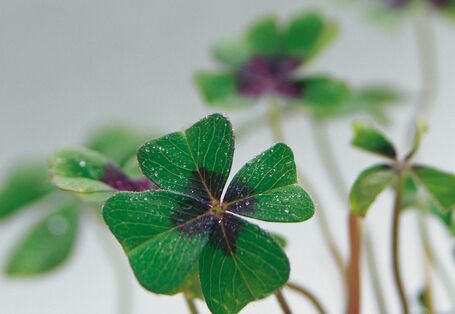 Deutlich zu erkennendes 4-blättriger Klee benetzt mit Tautropfen, im Hintergrund sind einige anderer Klee verschwommen zu sehen
