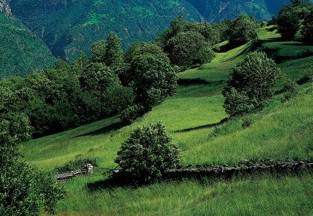 Büsche und Sträucher auf einer Wiese
