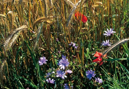 Wilde Blumen blühen am Rande eines Getreidefelds
