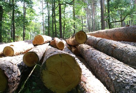 Holzstämme im Wald
