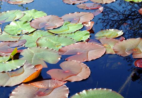 Große braune und grüne Seerosenblätter auf einem Teich