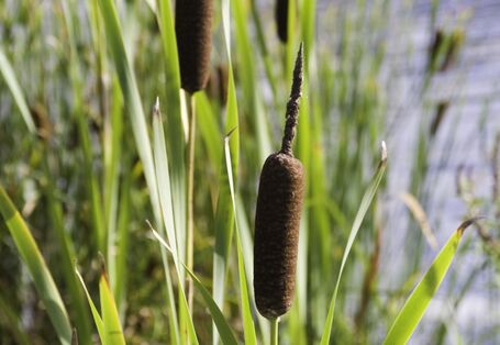 Großaufnahme Schilf am Wasser