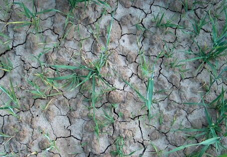 Fotografie eines Ackerbodes von oben. Im durch Trockenheit zerfurchten Boden wachsen einzelne, kleine, grüne Pflanzen.