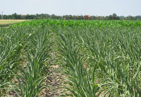 Im Vordergrund unberegneter Mais und im Hintergrund beregneter Mais im Vergleich zu sehen