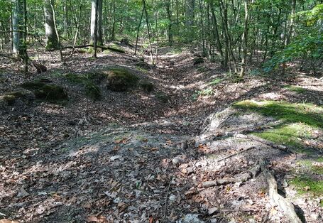 Fotografie eines Waldbodens, in dem die Spuren eines Flusslaufes zu erkennen sind.